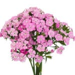 Dianthus Sweet Pink rfi