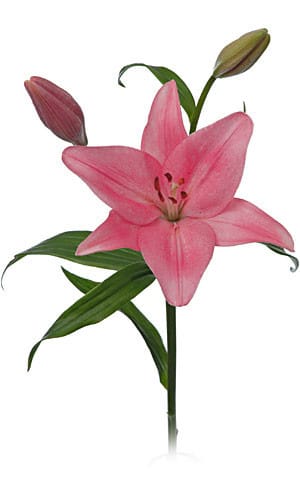 Lily Pink Hybrid holl