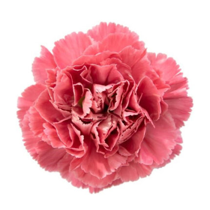 Carnation Minami Tommy holex(1