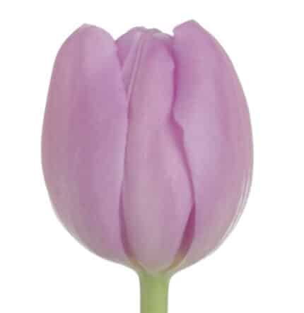Tulip Alibi holl