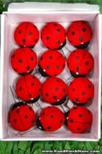 Ladybug Jumbo 24bx 1571