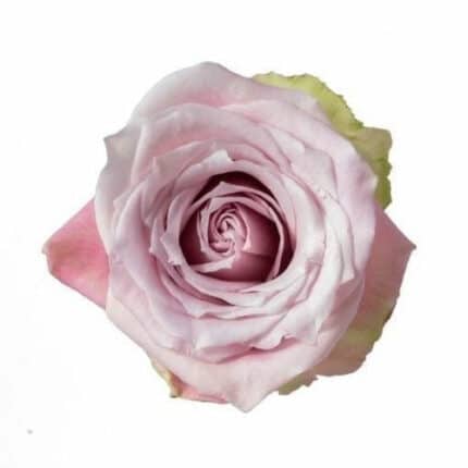 Rose Faith 40cm wely