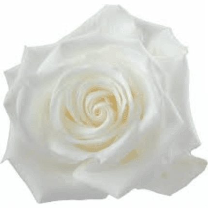 Rose Tibet 70cm Tessa