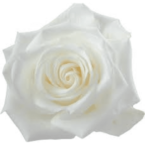 c407a03f-b5ed-4a4e-8e4d-301cb6e54197.png Rose Tibet 70cm Tessa - Image 1