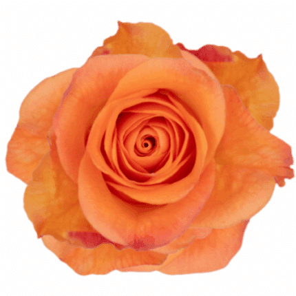 Rose Joy Orange 50cm Tessa