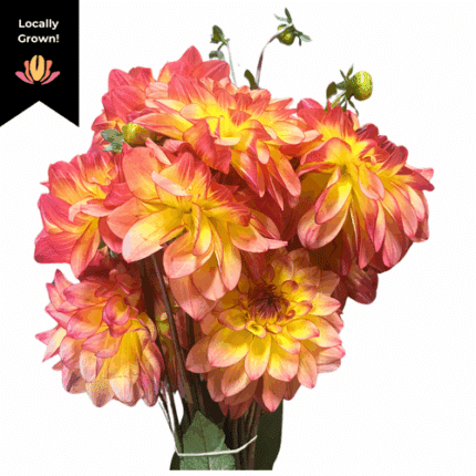 Dahlia Fiesta cramer(10st)(brightred)