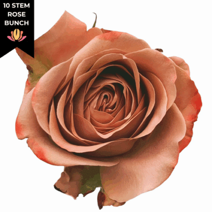 Rose Cappuccino holl(10st)