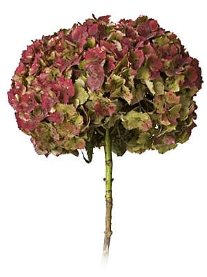 Hydrangea Antique Jumbo Green