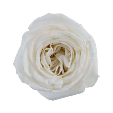 Rose PlayaBlanca 60cm priv col
