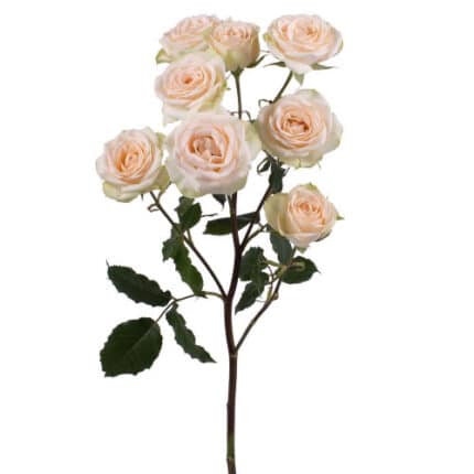 Rosespray Brilliant Stars 40cm