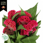 Coxcomb Act Rima holl(5st)