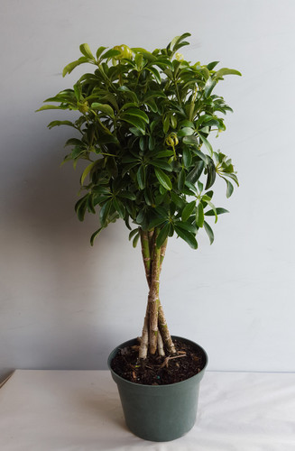 6" POTTED BRAIDED ARB TREE