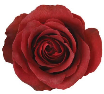 Rose Matilda 40cm florecal