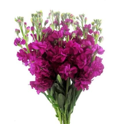 Stock Fushia joe&son