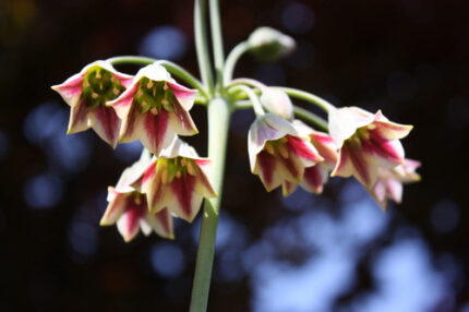 Allium Nect Siculum holl