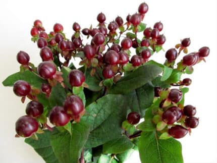 Hypericum Chocolate esmeralda