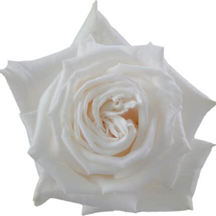 Rose Playablanca 90cm sunrite