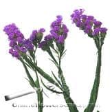 Statice tissue  blue valleyflo