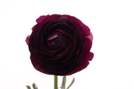 Ranunculus Purple fl board