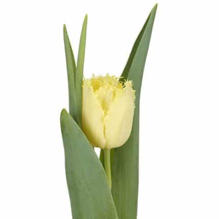 Tulip Frill Cream holl