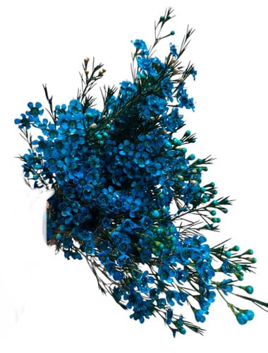 Waxflower TiffanyBlue TUTULI