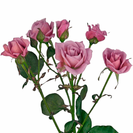 RoseSpray A-Lady holl