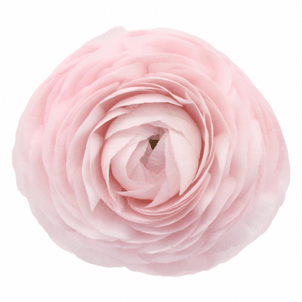 Ranunculus Pink Lady rio sel