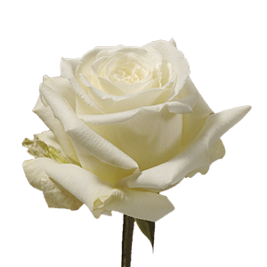 Rose White Dove 60cm rfi