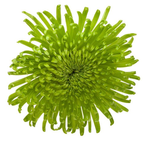 c490d3b3-d67a-4783-8bdd-6c9deeb2fcb8.jpg Mum Deli Green esmeralda - Image 1