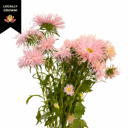Aster Matsu Apricot Frill loca