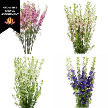 Larkspur Asst. (10case) Tessa