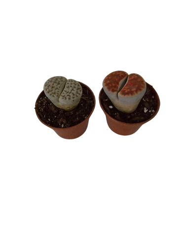 2" Lithops Living Stones