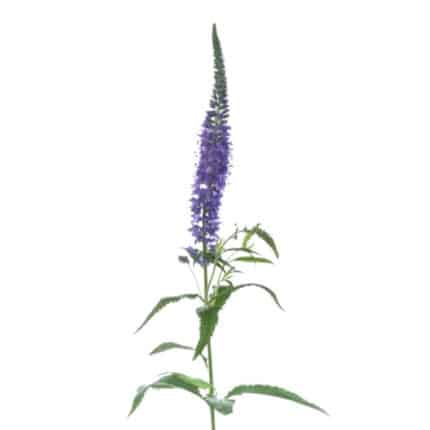 Veronica Blue golden