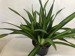 6" DRACENA RIKKI