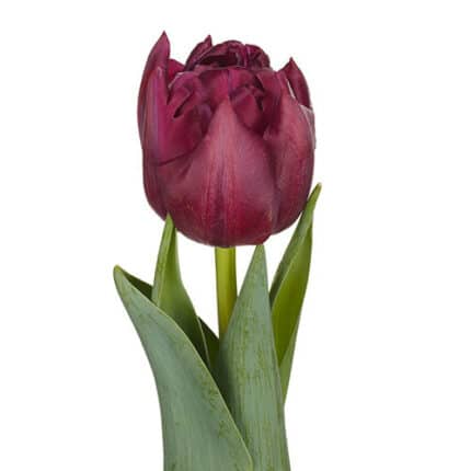 Tulip Alison Bradley Dbl holl