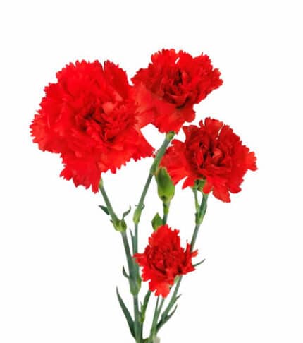 CarnMini Red fresca