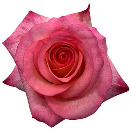Rose Dante 40cm Florecal
