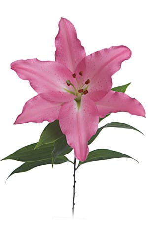 Lily LeReve 2+65cm holl