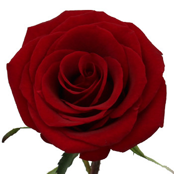 BLACK MAGIC (DK. RED) 70cm rfi