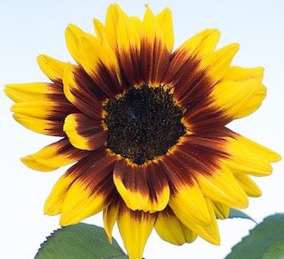 Suns Mini Bicolor cramer