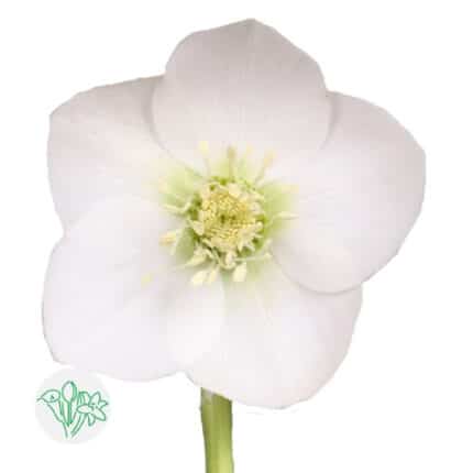 Helleborus Queens White holl