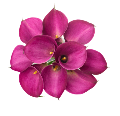 Calla Fantasia sande pk