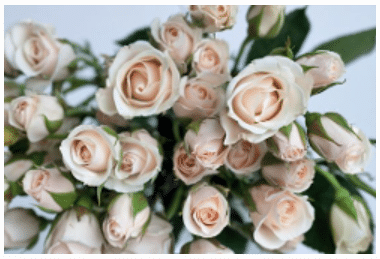 RoseSpray Galaxy rfi