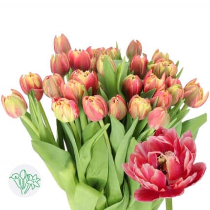 Tulip Columbus Dbl holl