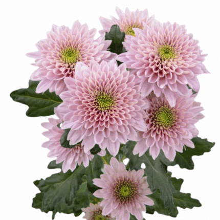 Mum Cremon Sorbet Berry esmeralda