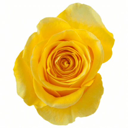 Rose Brighton 40cm sunrite
