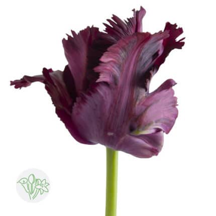 Tulip BlackParrot holl xtra
