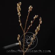 P.willow gnt 18-24" 20rmp