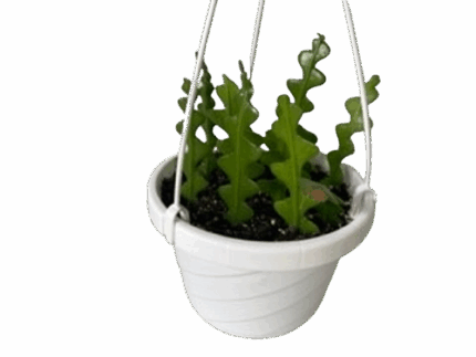 6" Fish Bone Cactus