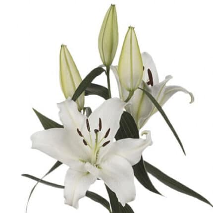 Lily Nova Zembla rio 3-5 bl